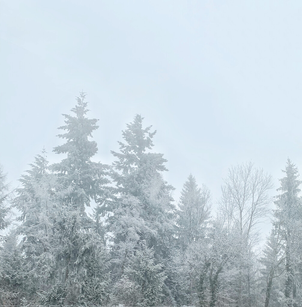 Winter trees.  by cocobella
