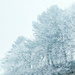 Icy trees.  by cocobella