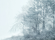 8th Feb 2022 - Snowy woods. 