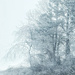 Snowy woods.  by cocobella