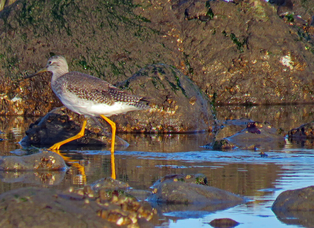 Greater Yellowlegs by kathyo