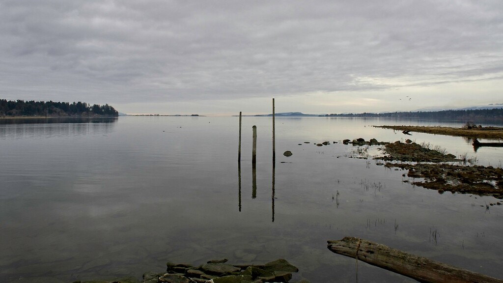 Comox Harbour by mitchell304