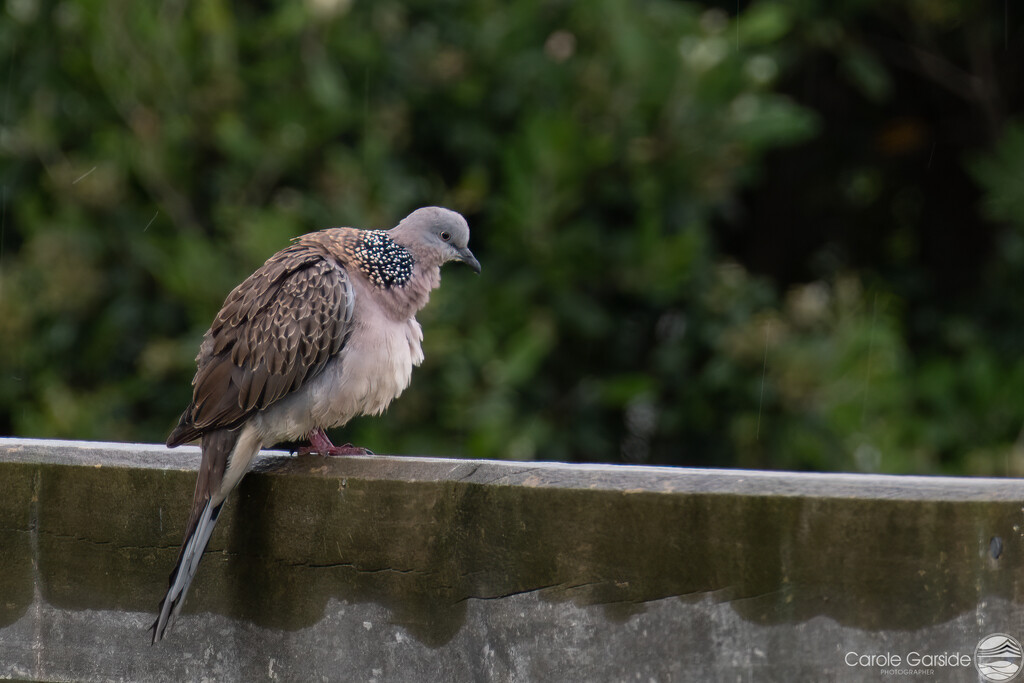 Spotted Dove by yorkshirekiwi
