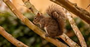 6th Feb 2022 - Squirrel in the Crepe Myrtle!