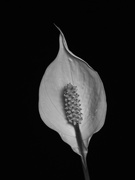 6th Feb 2022 - Black and white peace lily