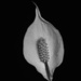 Black and white peace lily by suez1e