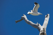 2nd Feb 2022 - Seagull in flight