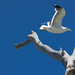 Seagull in flight by suez1e