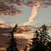 Western Hemlock Sunset by epcello