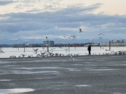2nd Feb 2022 - Feeding Seagulls 