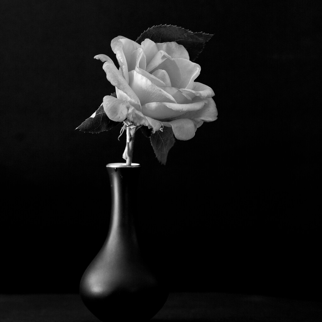 A Rose On Black DSC_9148 by merrelyn