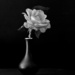 A Rose On Black DSC_9148 by merrelyn