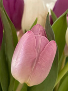 6th Feb 2022 - Tulip