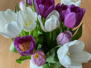 7th Feb 2022 - Tulips...again