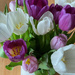 Tulips...again by 365projectmaxine