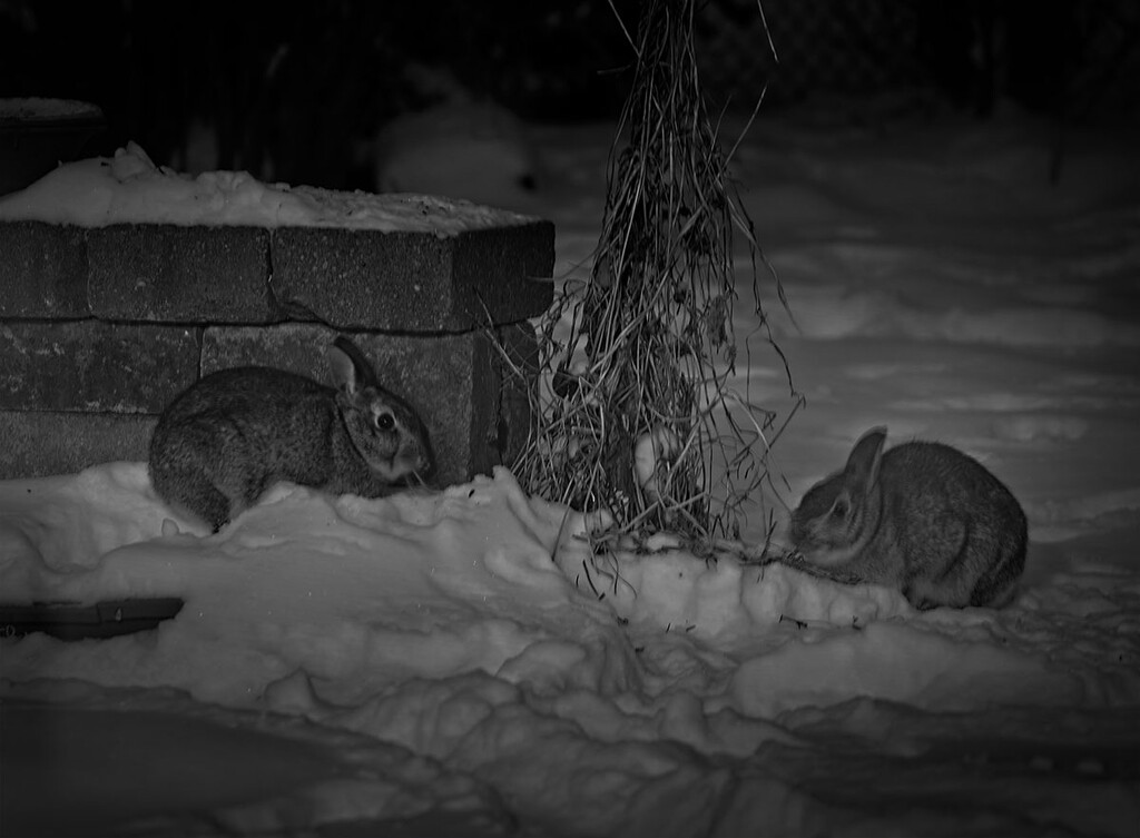 Rabbits at Dawn by gardencat