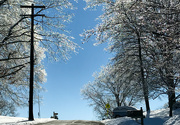 7th Feb 2022 - Ice on Trees