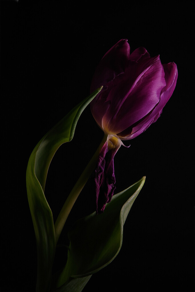 Tulip by 30pics4jackiesdiamond