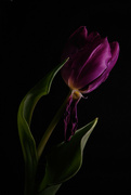 7th Feb 2022 - Tulip