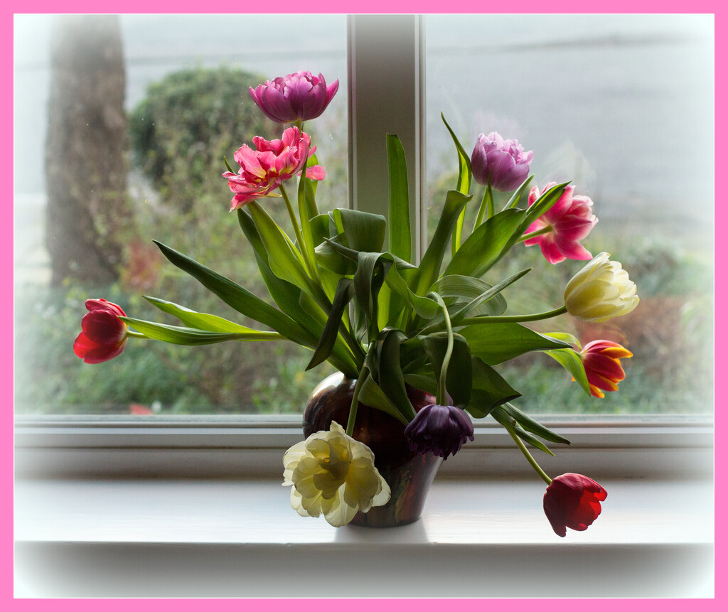 Tulips in the window by busylady