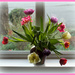 Tulips in the window by busylady