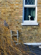 6th Feb 2022 - Cat + Bird + Ladder: A Well Laid Plan?