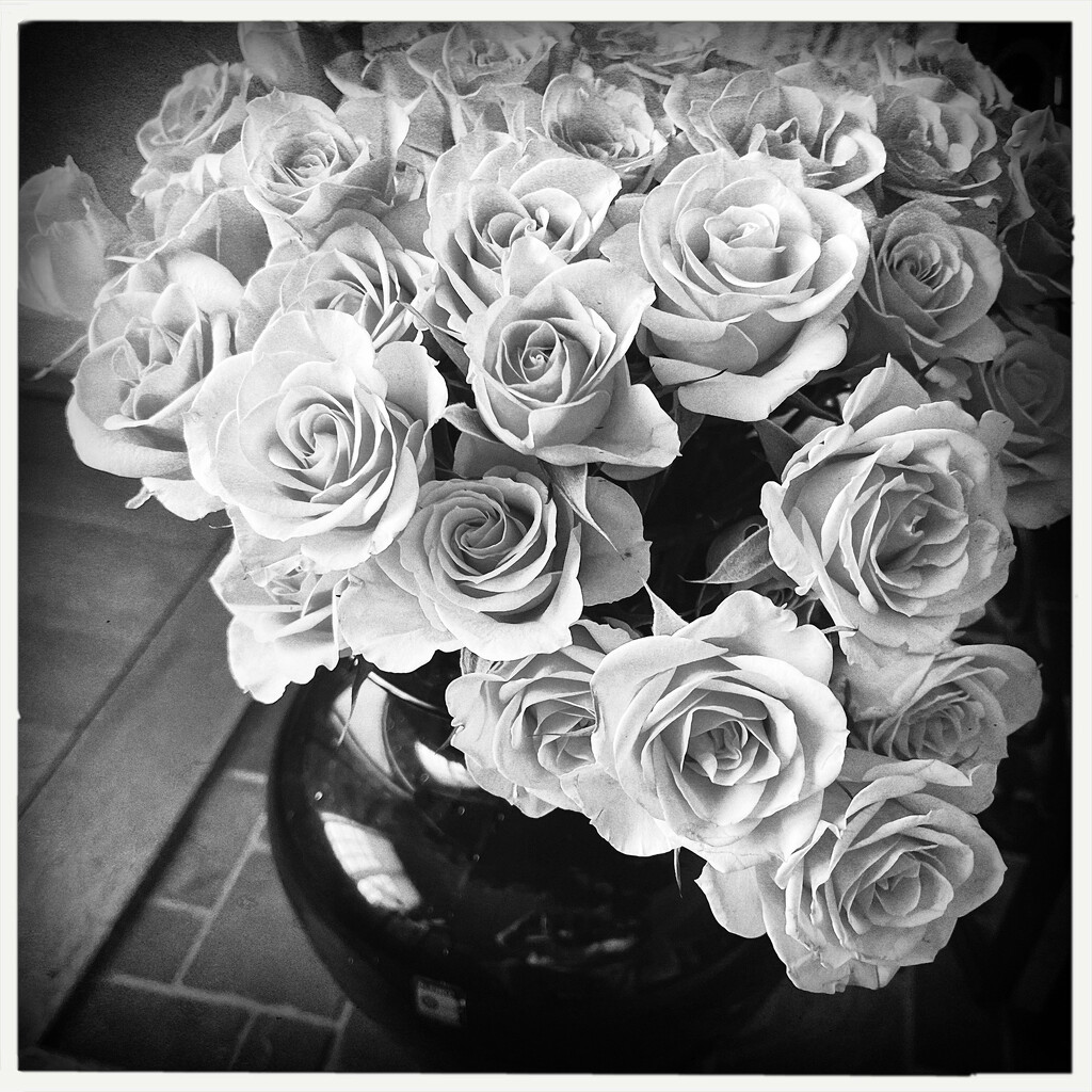 Roses | Black & White by yogiw