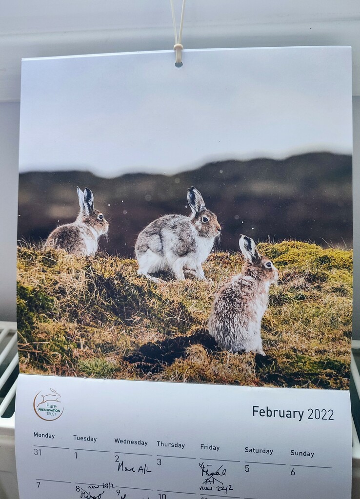 February hares  by boxplayer