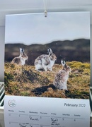 7th Feb 2022 - February hares 
