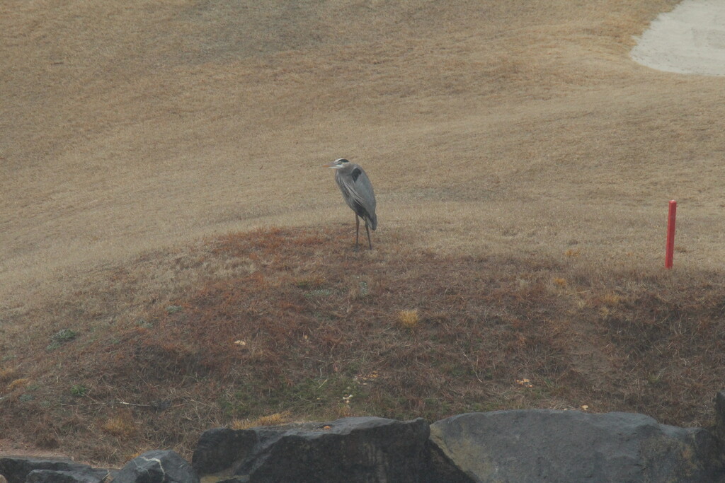 Feb 7 Blue Heron hunkered down in rain IMG_5240 by georgegailmcdowellcom