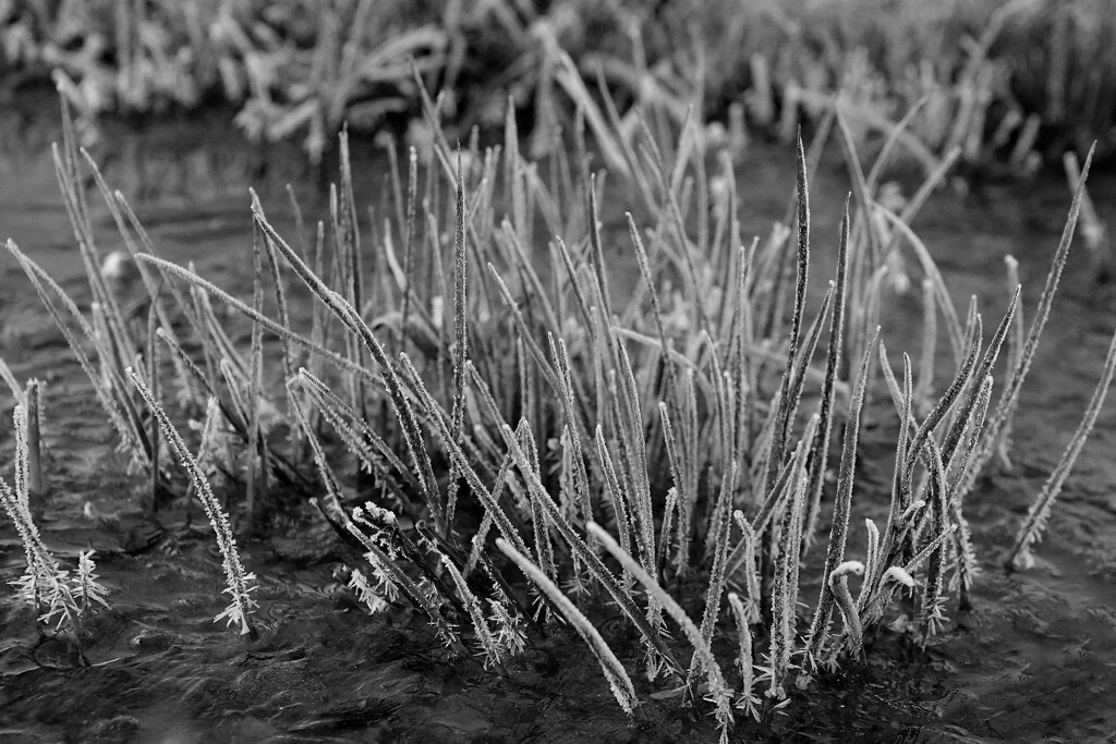 Frost Reached All the Shoots of Grasses by milaniet