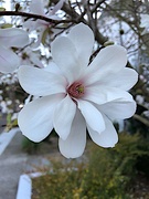 7th Feb 2022 - Japanese magnolia bloom