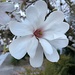 Japanese magnolia bloom by congaree