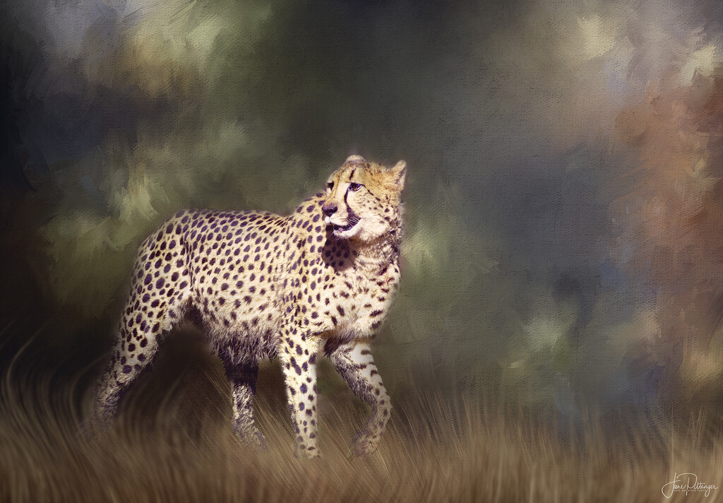 Cheetah for New Background  by jgpittenger