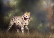 8th Feb 2022 - Cheetah for New Background 