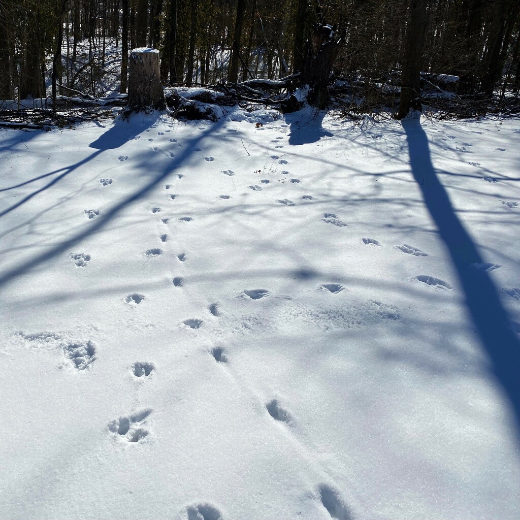 Animal tracks in the snow by tunia