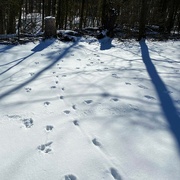 7th Feb 2022 - Animal tracks in the snow