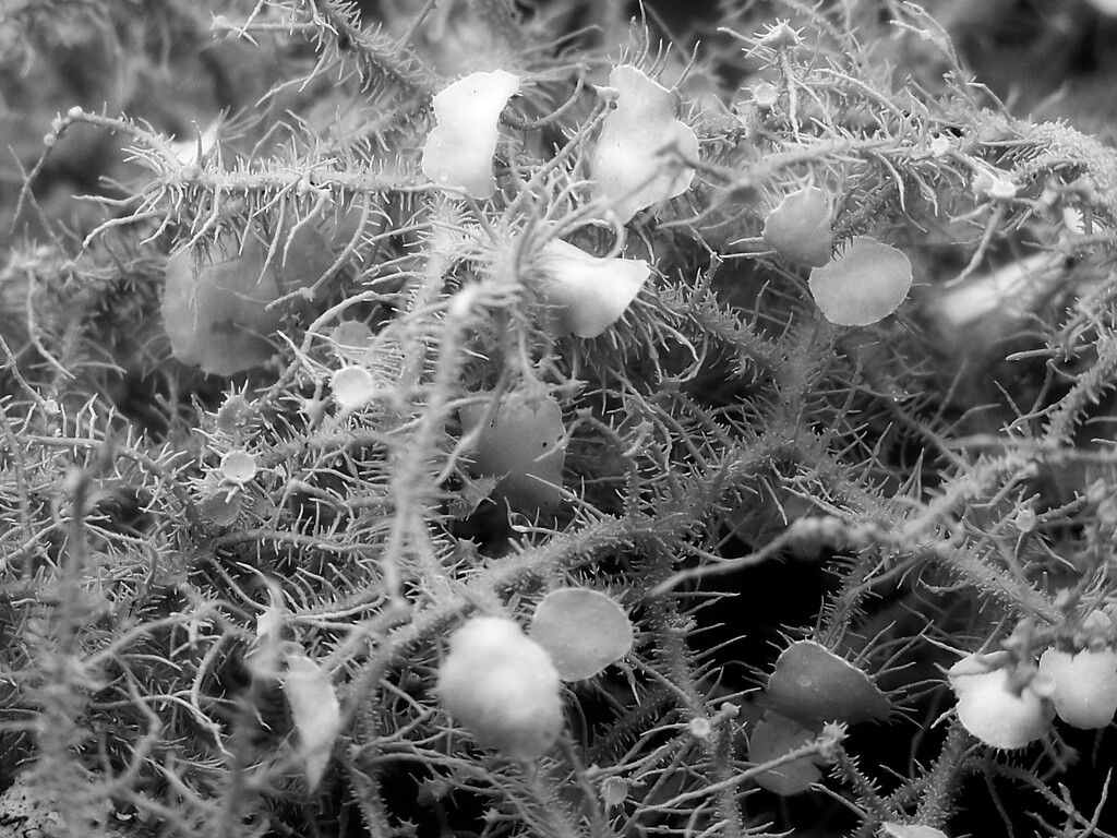 Bushy Beard Lichen (Usnea strigosa)... by marlboromaam