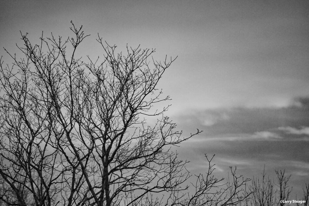 Tree and sky Black and White by larrysphotos