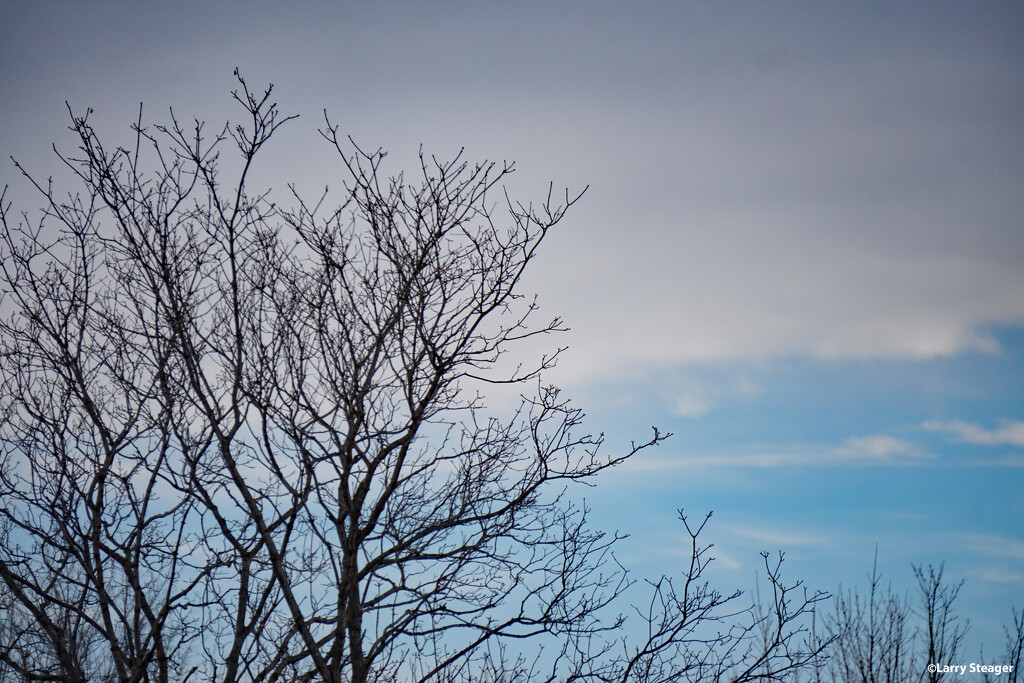 Tree and sky by larrysphotos