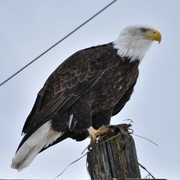 6th Feb 2022 - American Bald Eagle