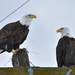 Bonus...Two Eagles At Once! by bjywamer