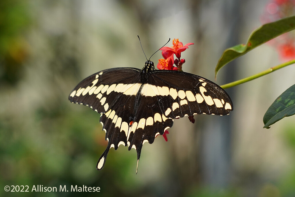 Giant Swallowtail by falcon11