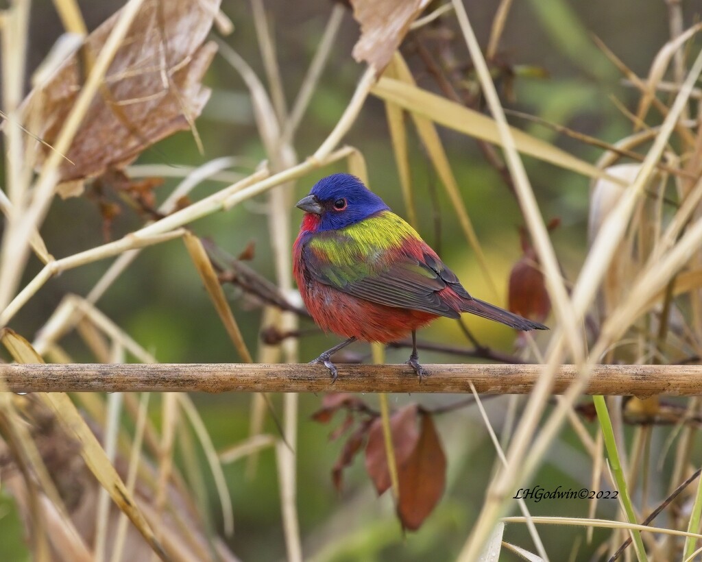 LHG_2914Painted Bunting by rontu