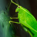 Leaf insect by spanner