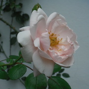 7th Feb 2022 - Rose Day