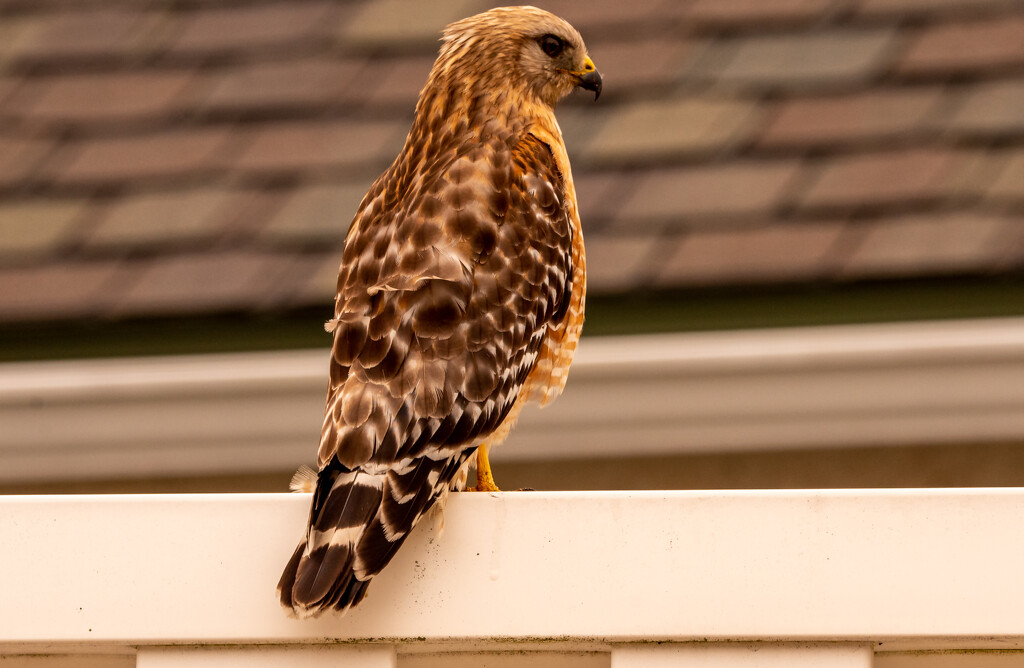 Red Shouldered Hawk on the Fence! by rickster549