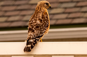 7th Feb 2022 - Red Shouldered Hawk on the Fence!