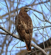 7th Feb 2022 - One Beautiful Red-Tailed Hawk