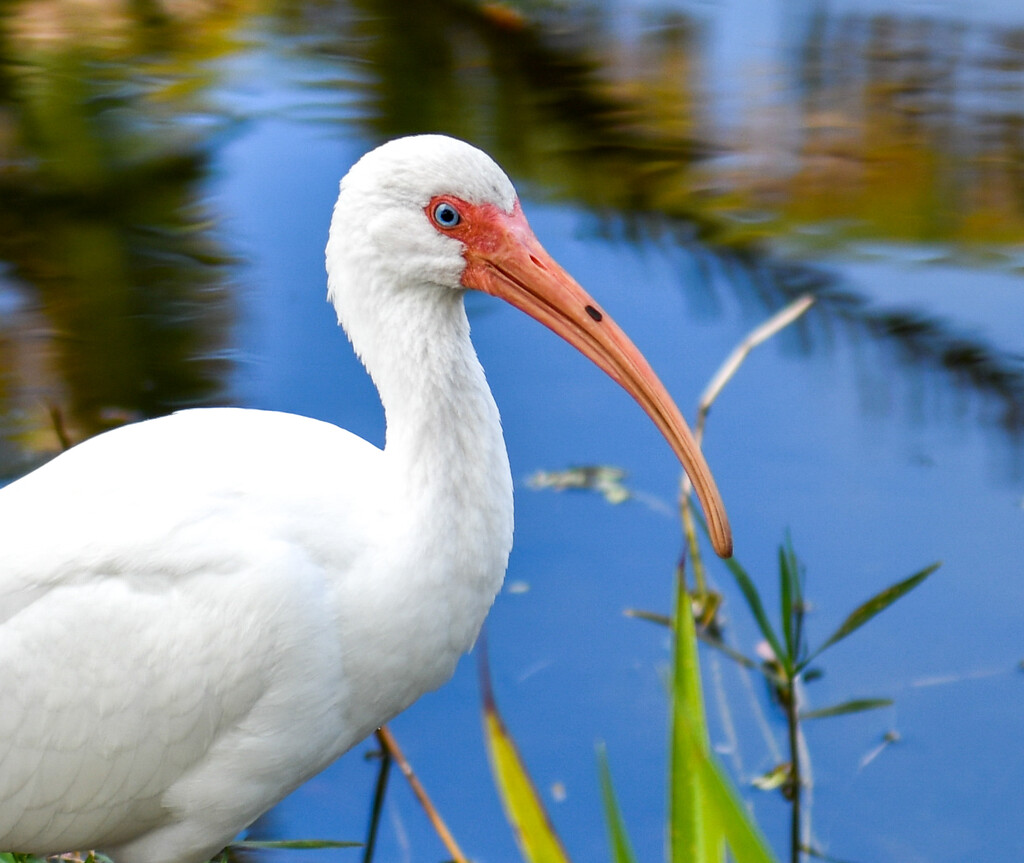 White Ibis by brotherone